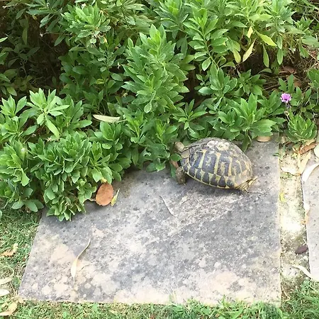 カントリーハウス Cecalina チヴィタノーヴァ・マルケ