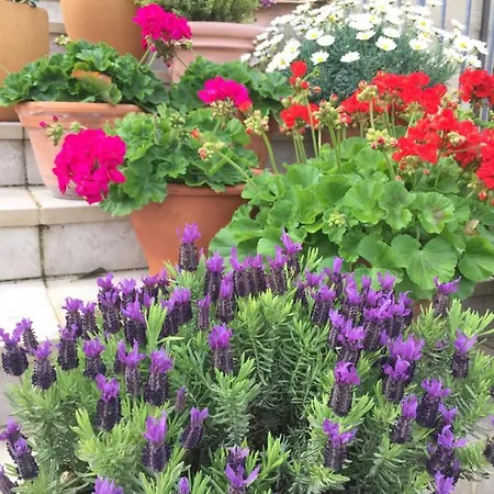 Cecalina Civitanova Marche