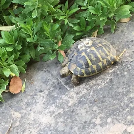 Cecalina 시비타노바 마르셰