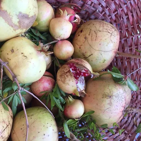 Cecalina 컨트리하우스 시비타노바 마르셰