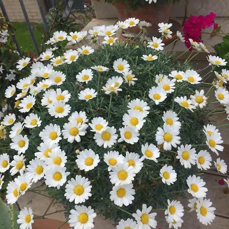 Country house Cecalina *