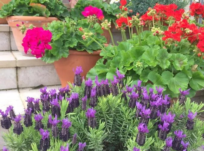 Cecalina Civitanova Marche