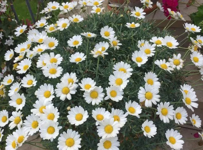 Venkovský dům Cecalina *